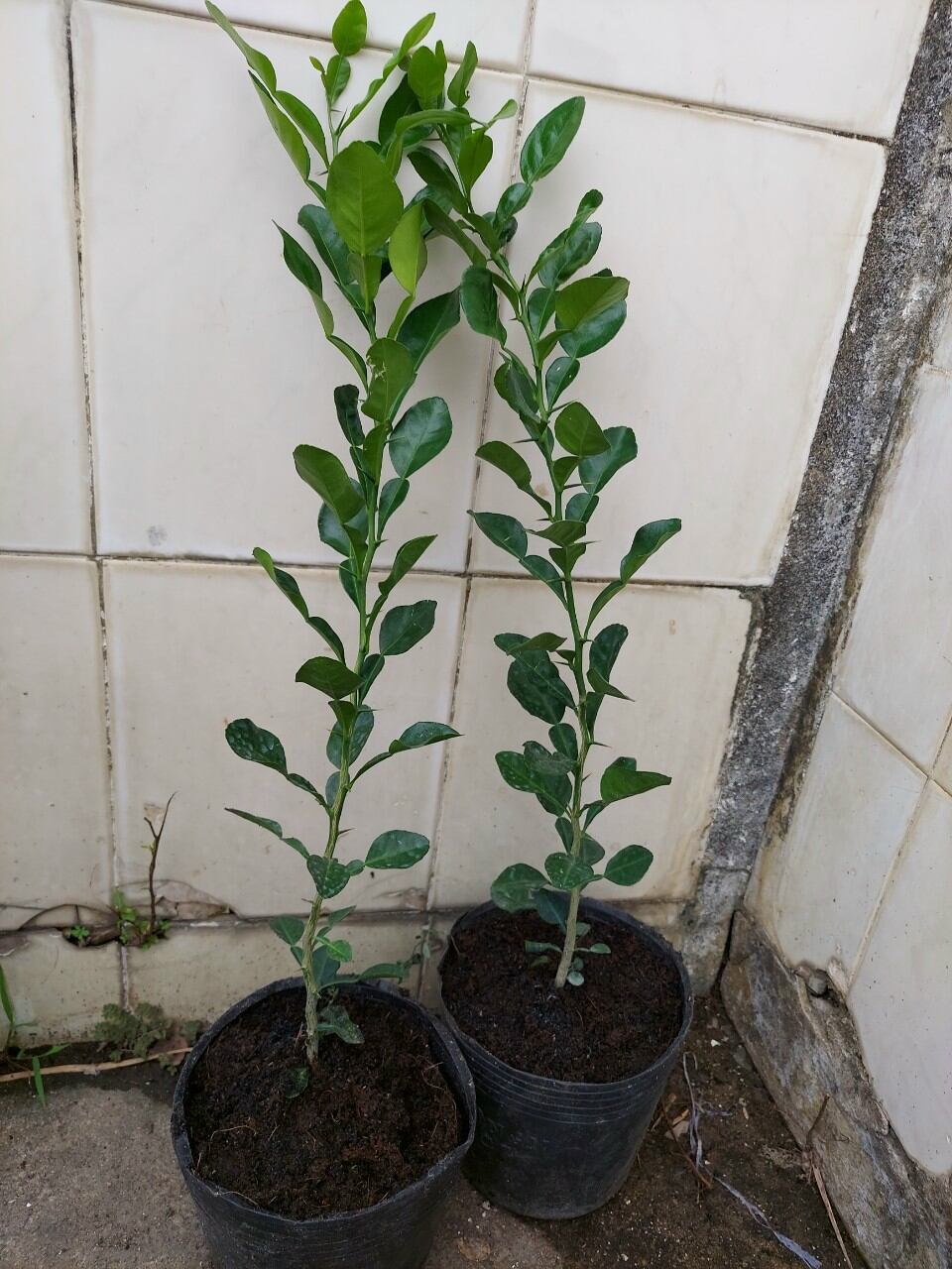 cây chúc ang giang