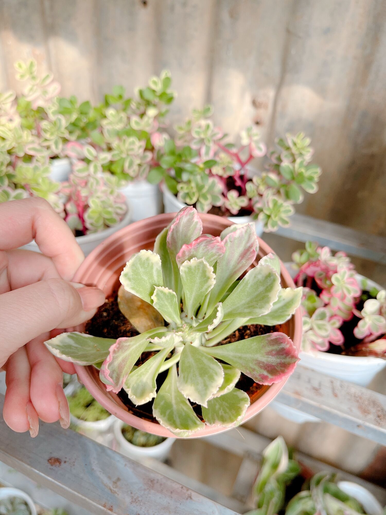 Sen đá ngọc kỳ lân size trung 5-7cm
