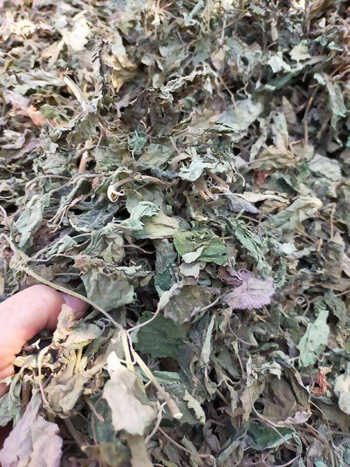 1kg lá hoắc hương thơm phơi khô để gội đầu