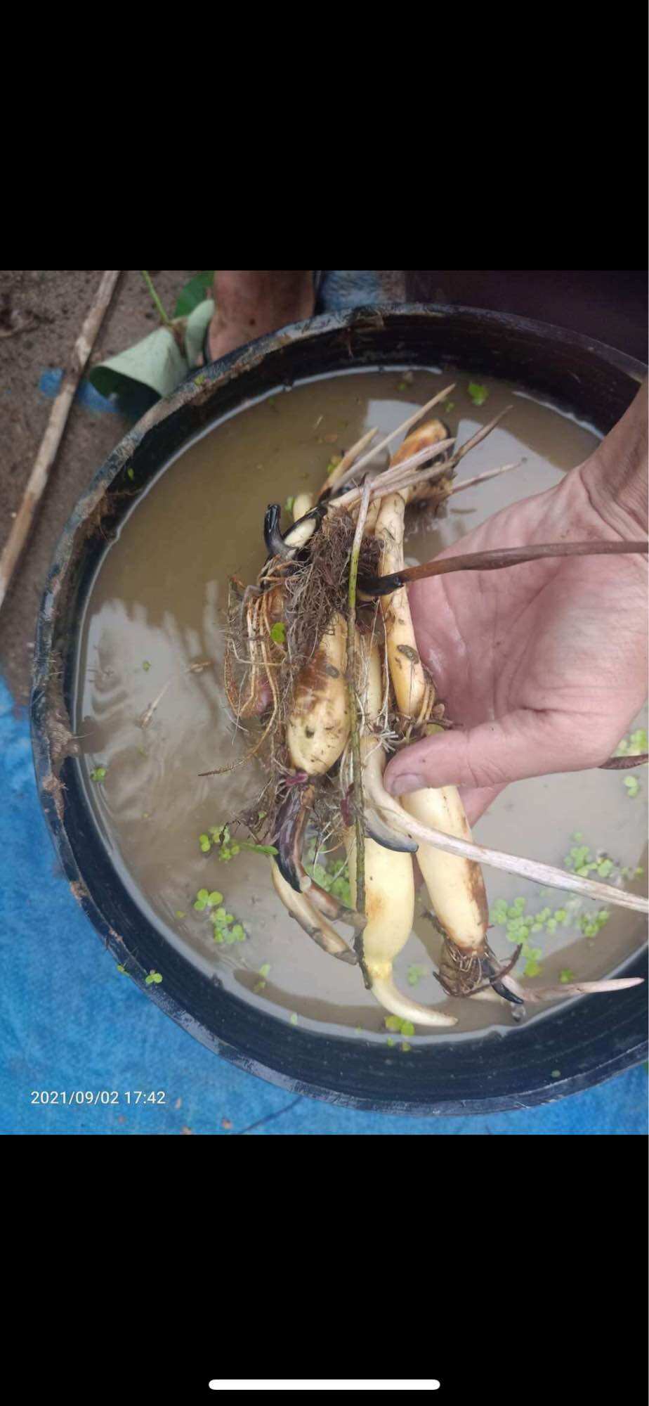 củ giống sen cancan