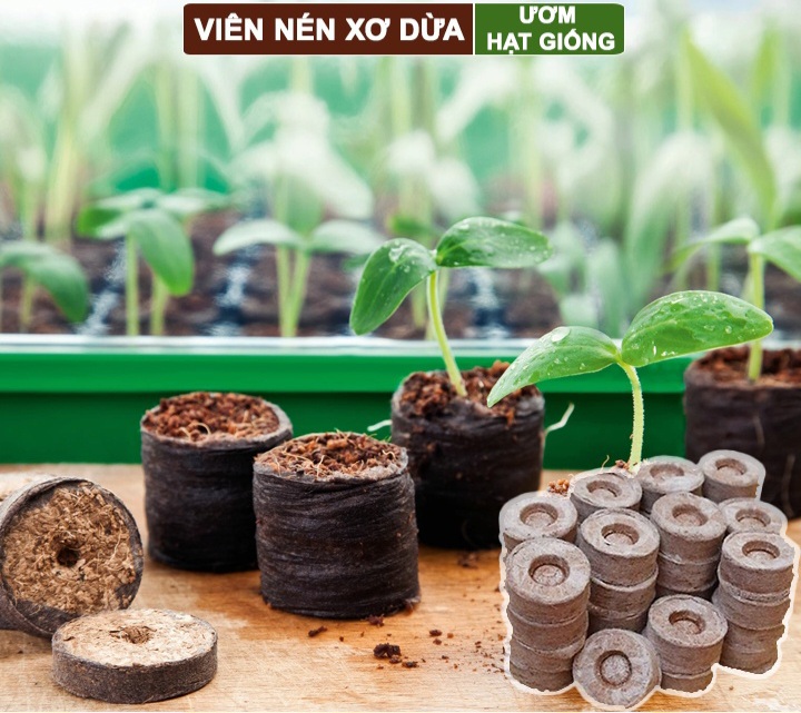 Combo 50 viên nén ươm mầm- viên nén sơ dừa