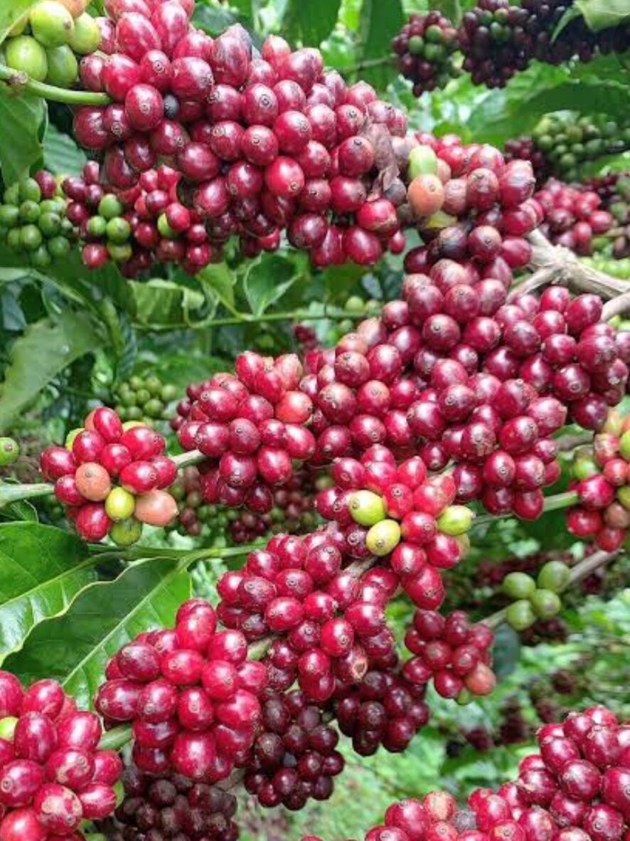 1KG CÀ PHÊ HẠT NHÂN SỐNG CHƯA RANG ROBUSTA NHÂN XUẤT KHẨU