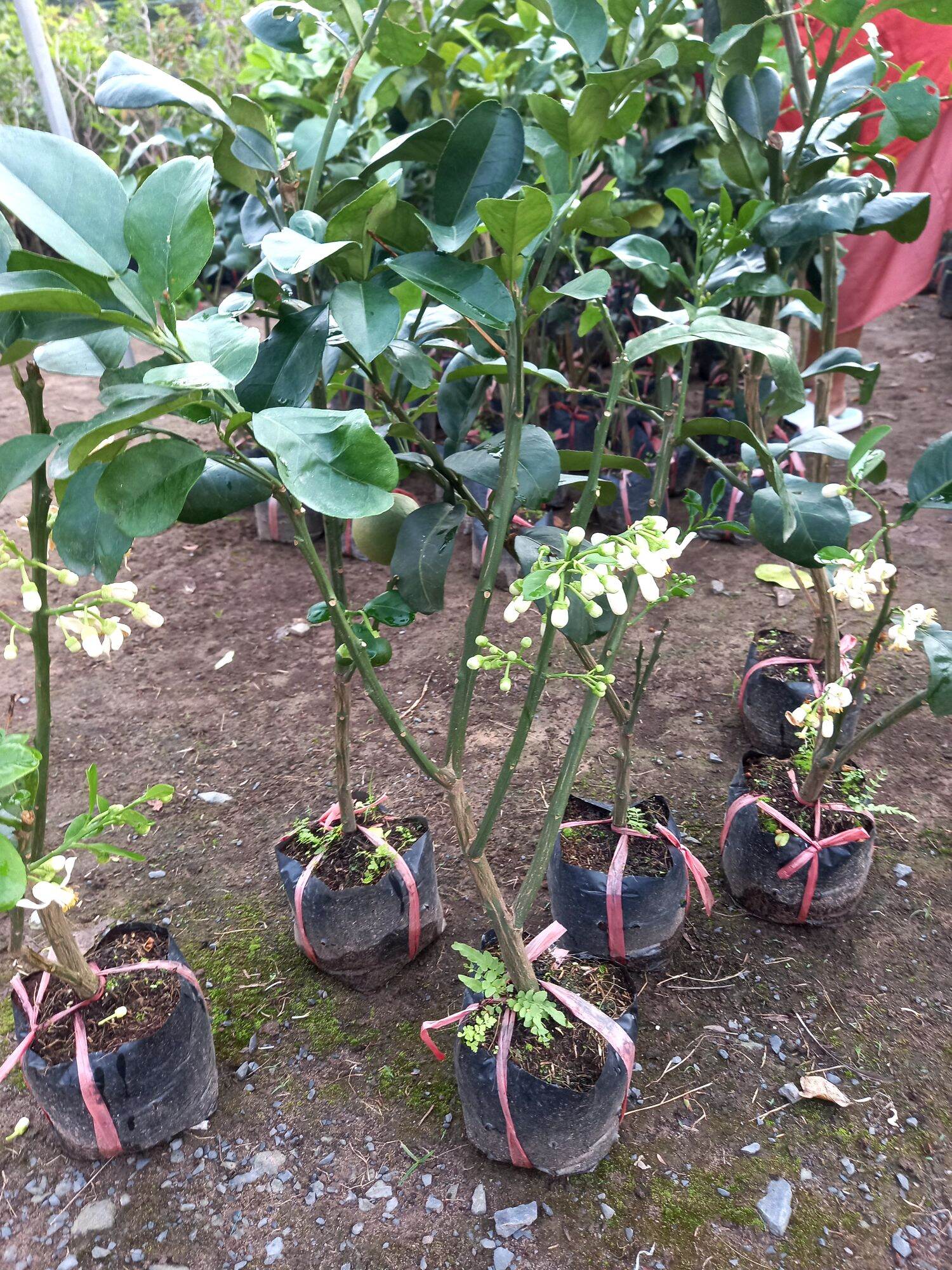 Cây bưởi da xanh ruột đỏ