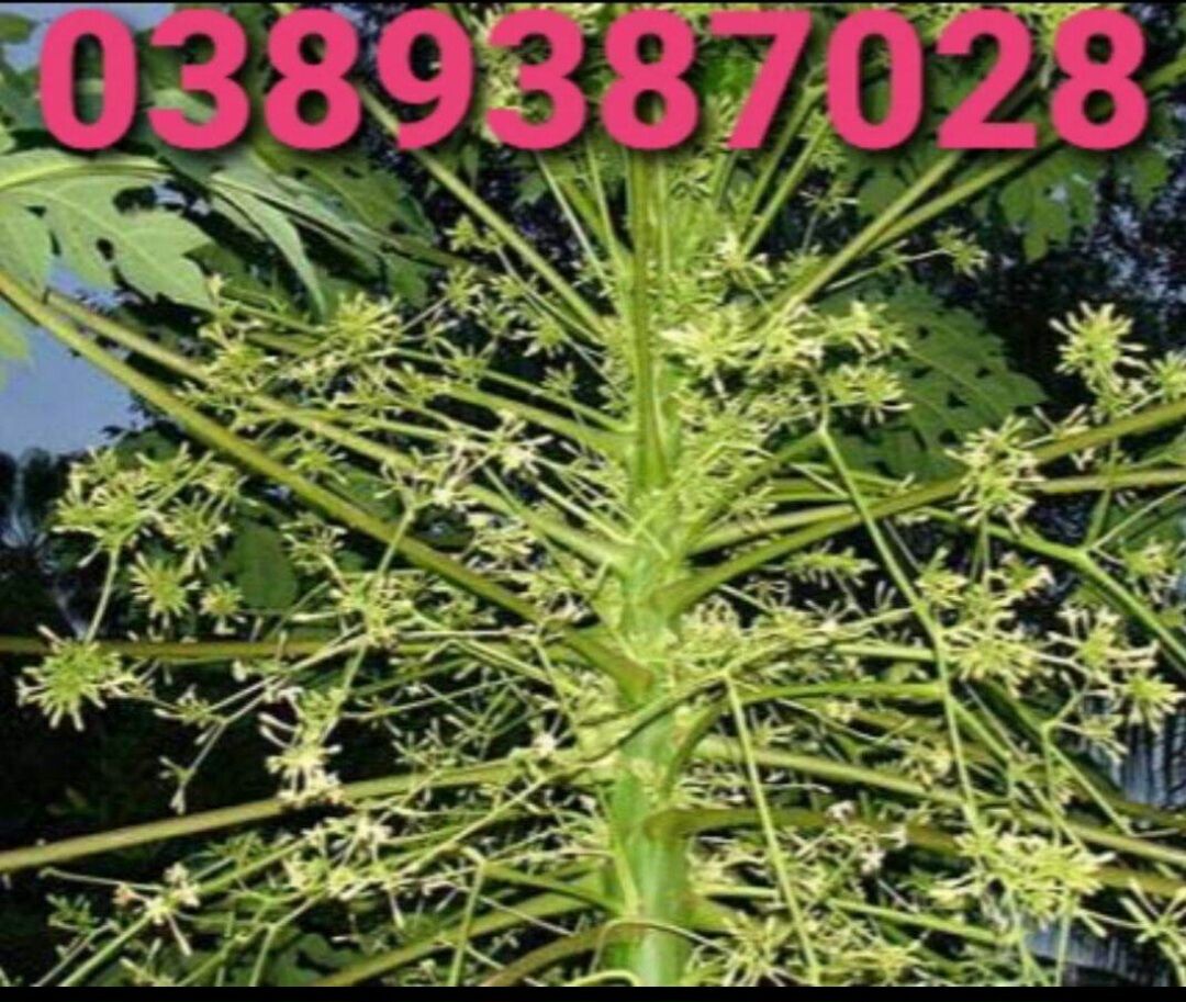 Hoa đu đủ đực tươi,1kg