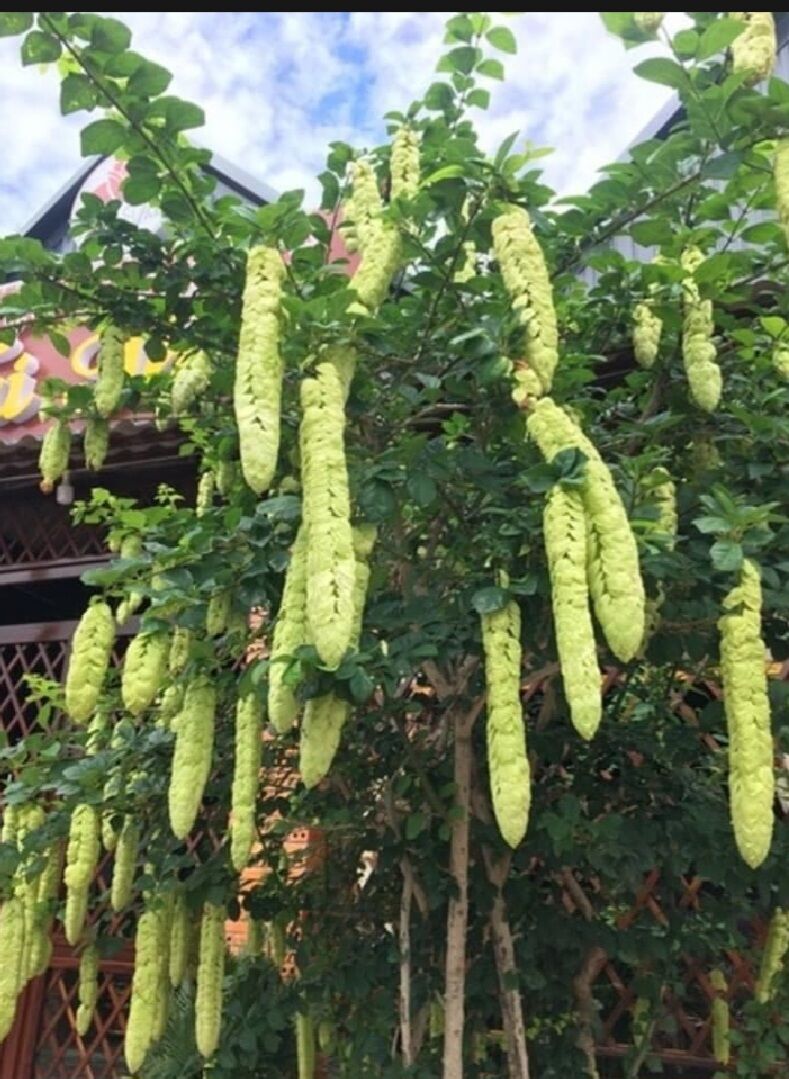 hoa huyền trân công chúa