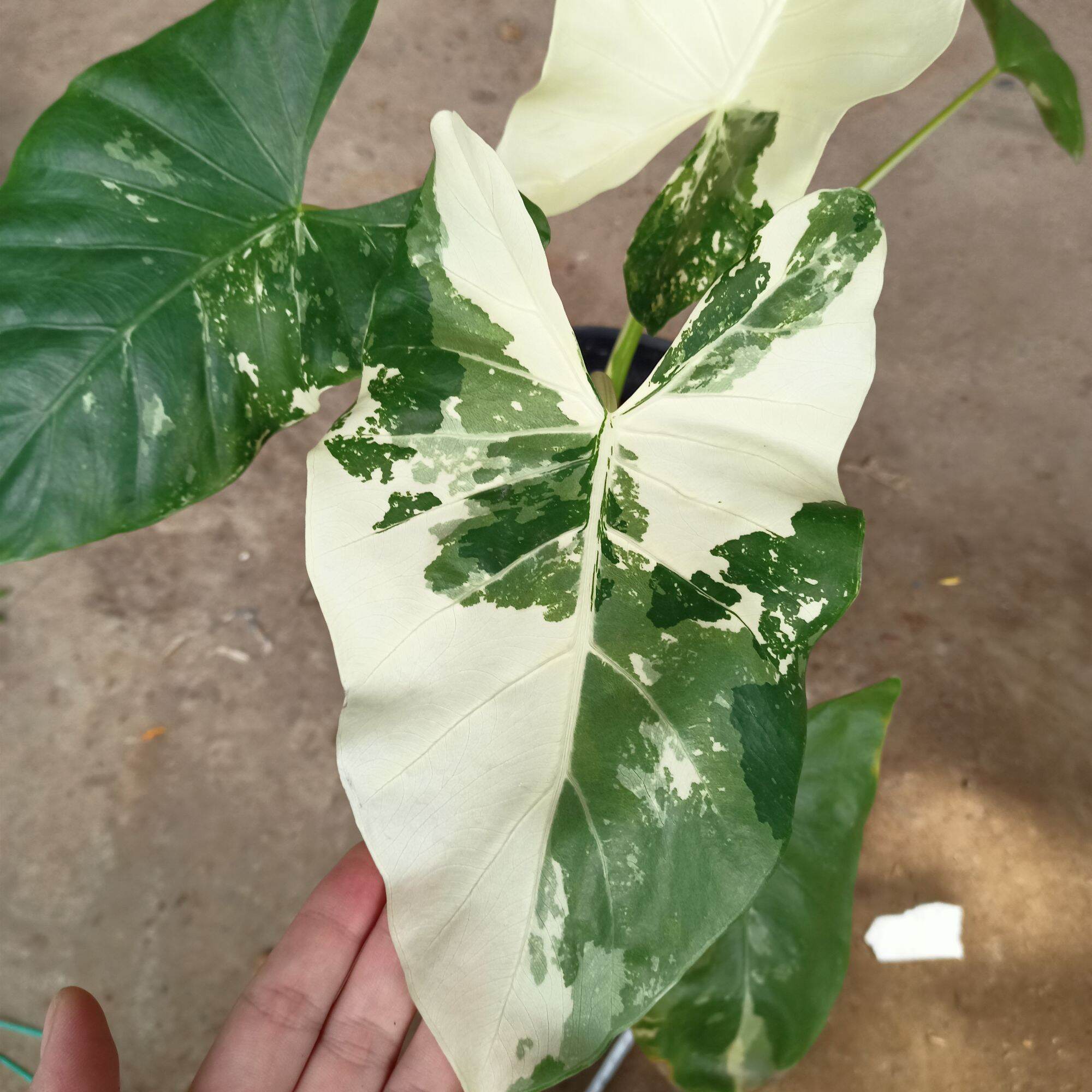 Chậu cây ráy var alocasia macrohizza varigeta trưởng thành