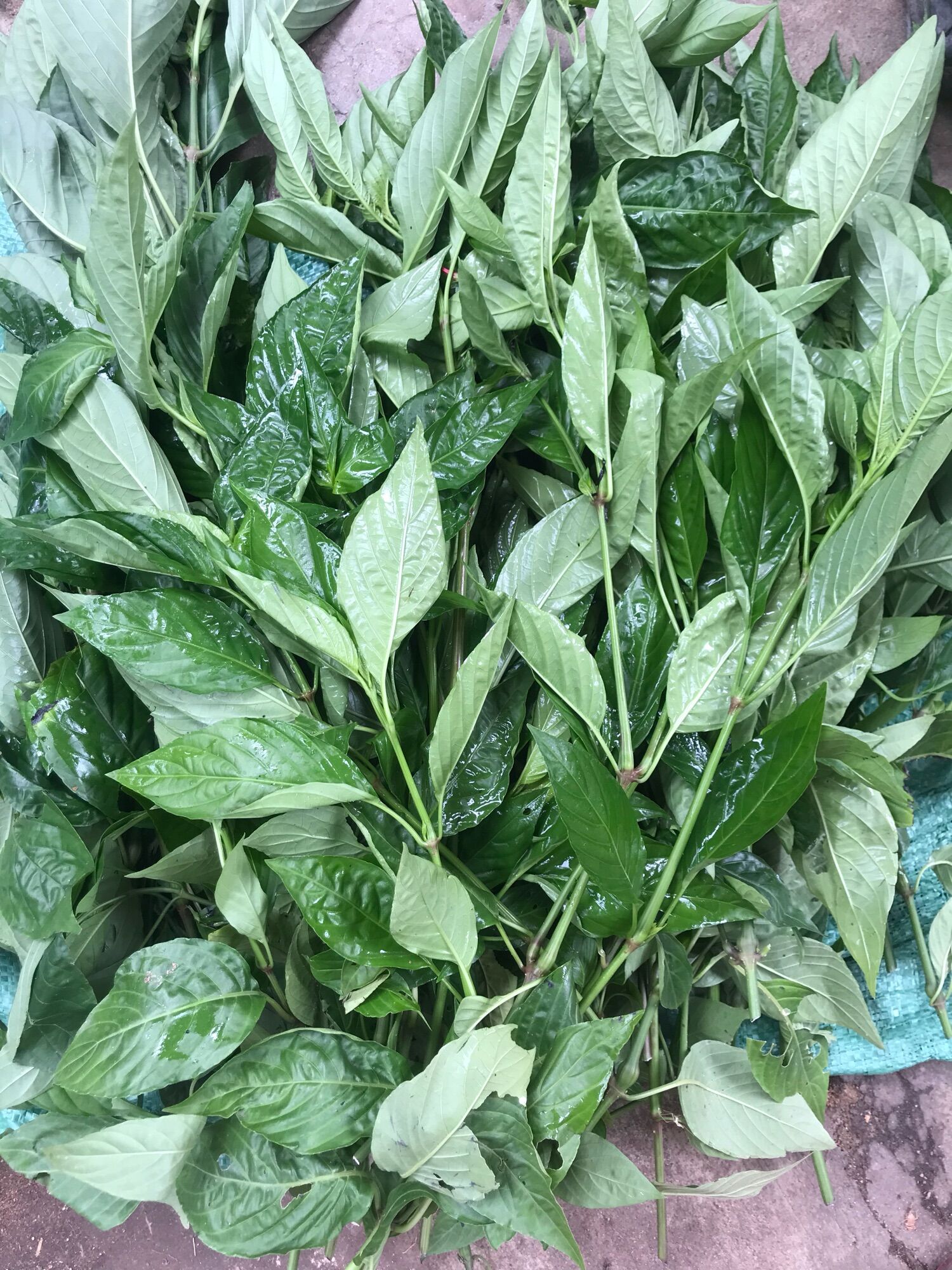 500gr Lá cẩm tím tươi