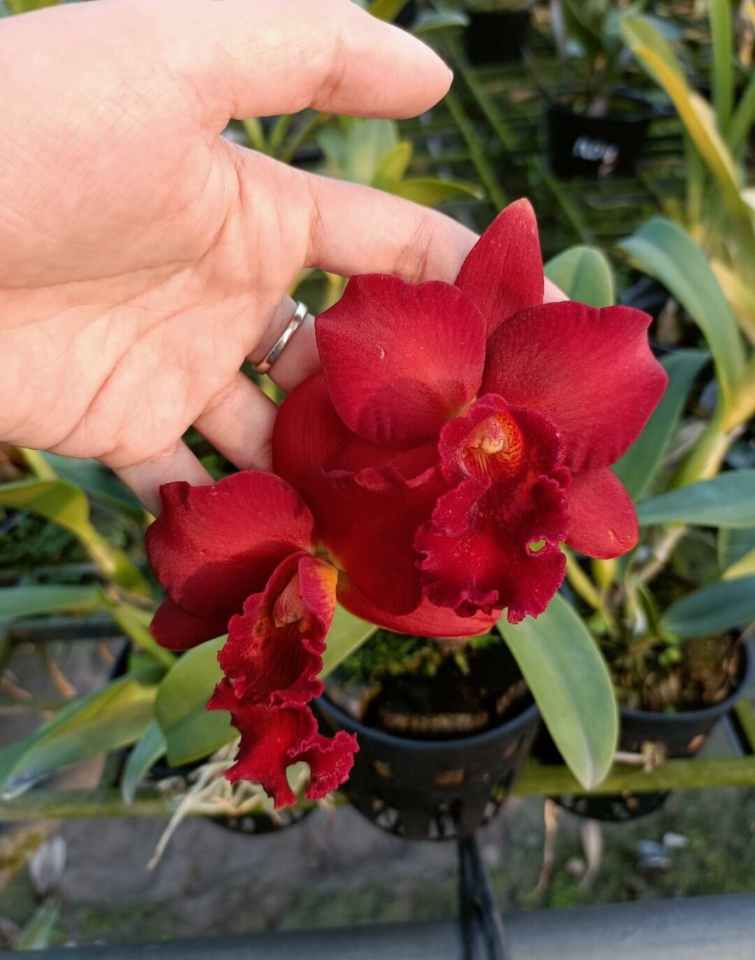 Hoa lan cát mini rồng đỏ trưởng thành sắp hoa