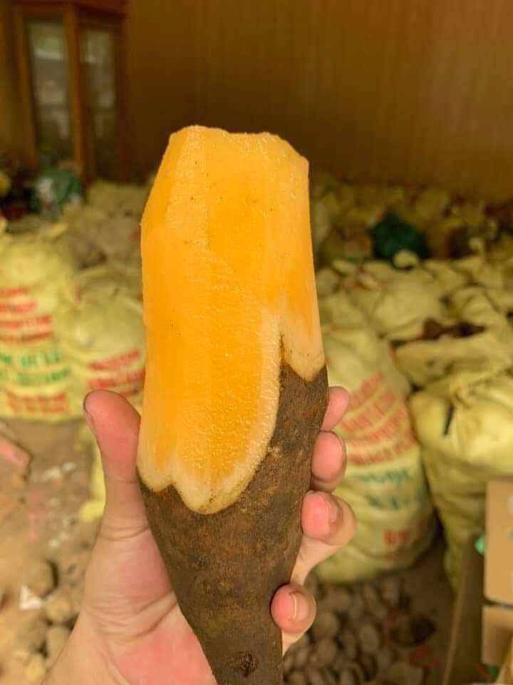 Khoai Sâm Đất Y Tý Lào Cai 3kg