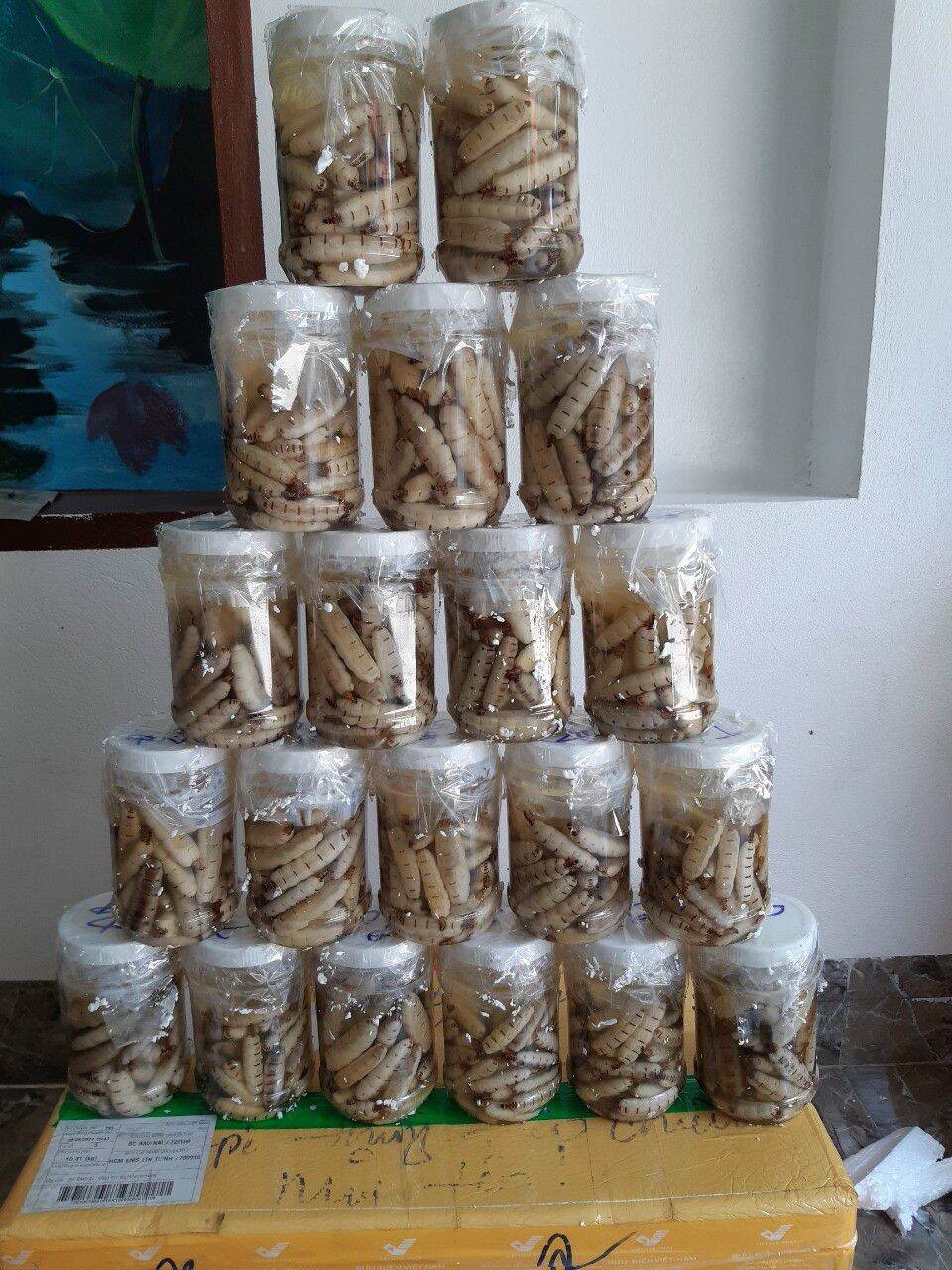 mối chúa rừng Loại Đại hộp 50 con