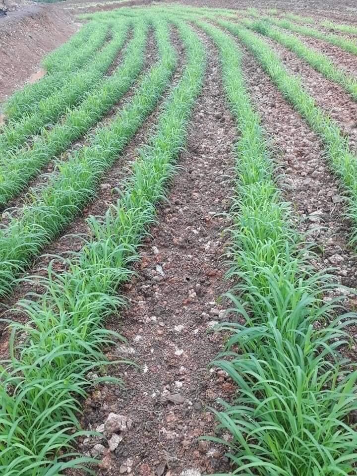 Cỏ sả lá lớn Ghine Monbasa gói 100g