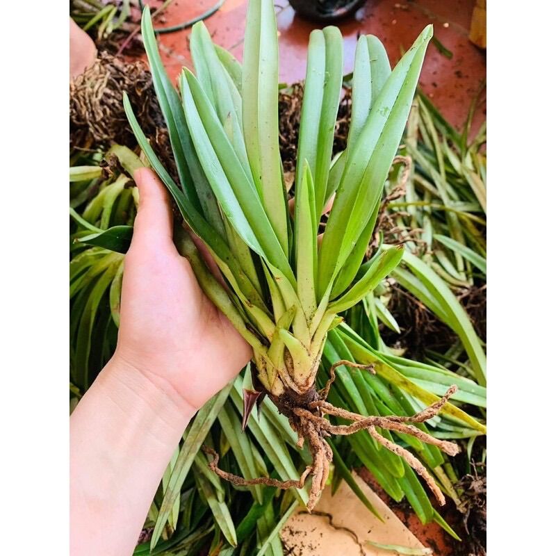Hoa Lan bạch hạc Hải Âu (1cây)