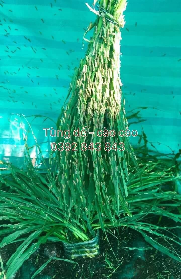 lồng nuôi cào cào