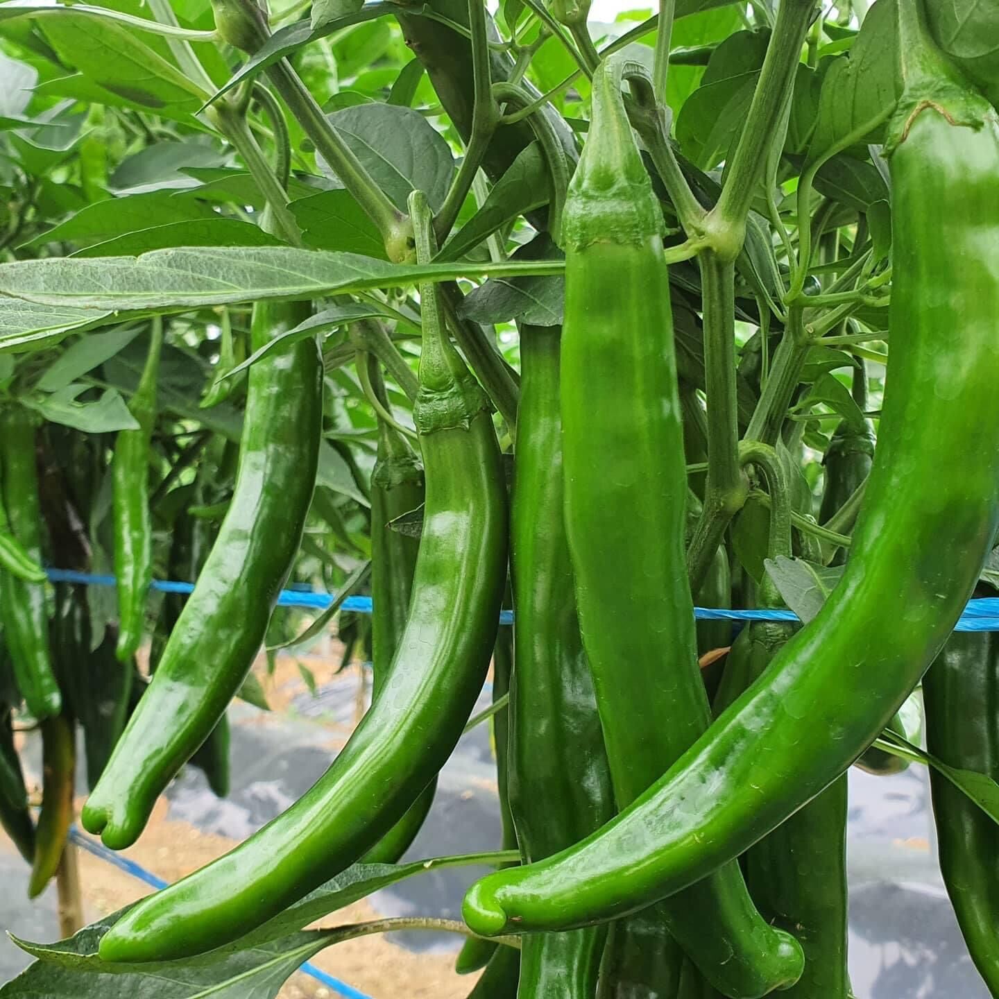 HẠT GIỐNG ỚT DƯA CHUỘT HÀN QUỐC NHẬP KHẨU HÀN