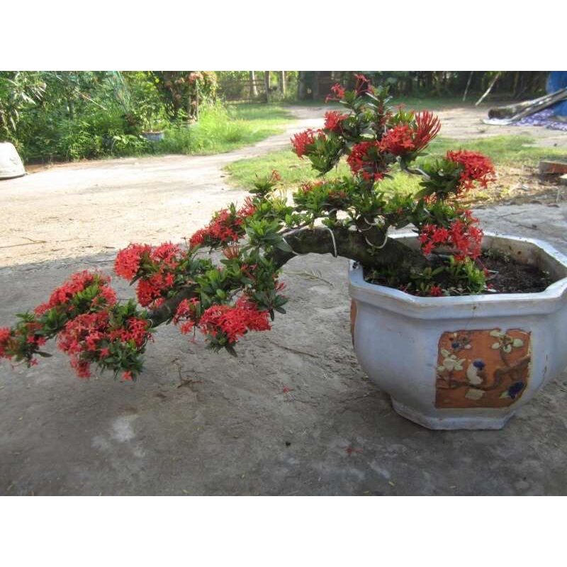 ♧♧♧ Cây giống bông trang (hoa mẫu đơn) sen đỏ