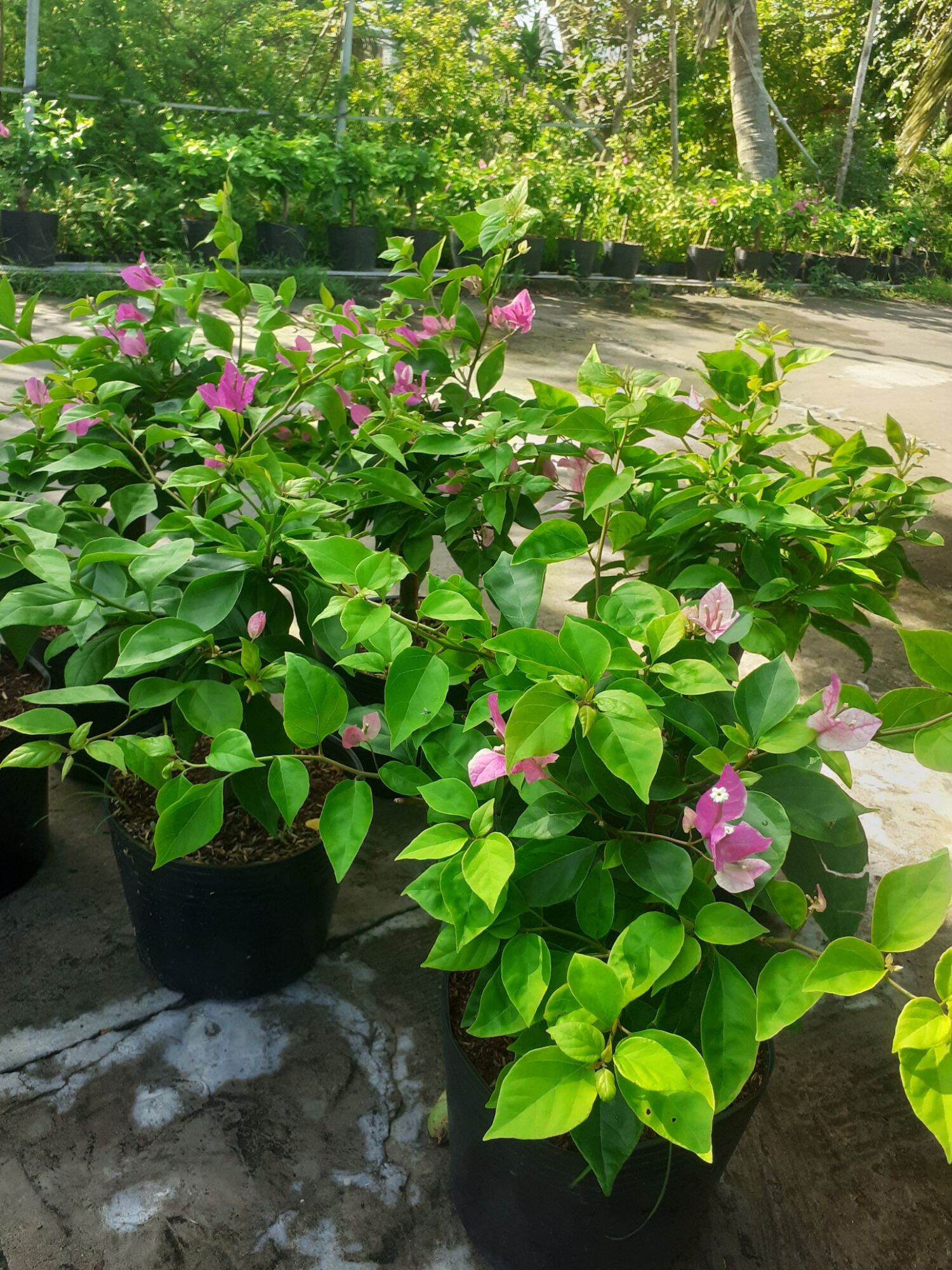 Cây hoa giấy Hồng Gân