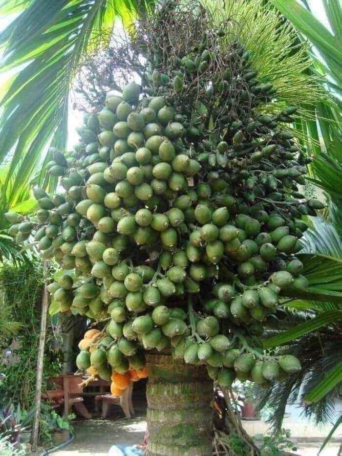 Quả cau lùn tứ quý giống