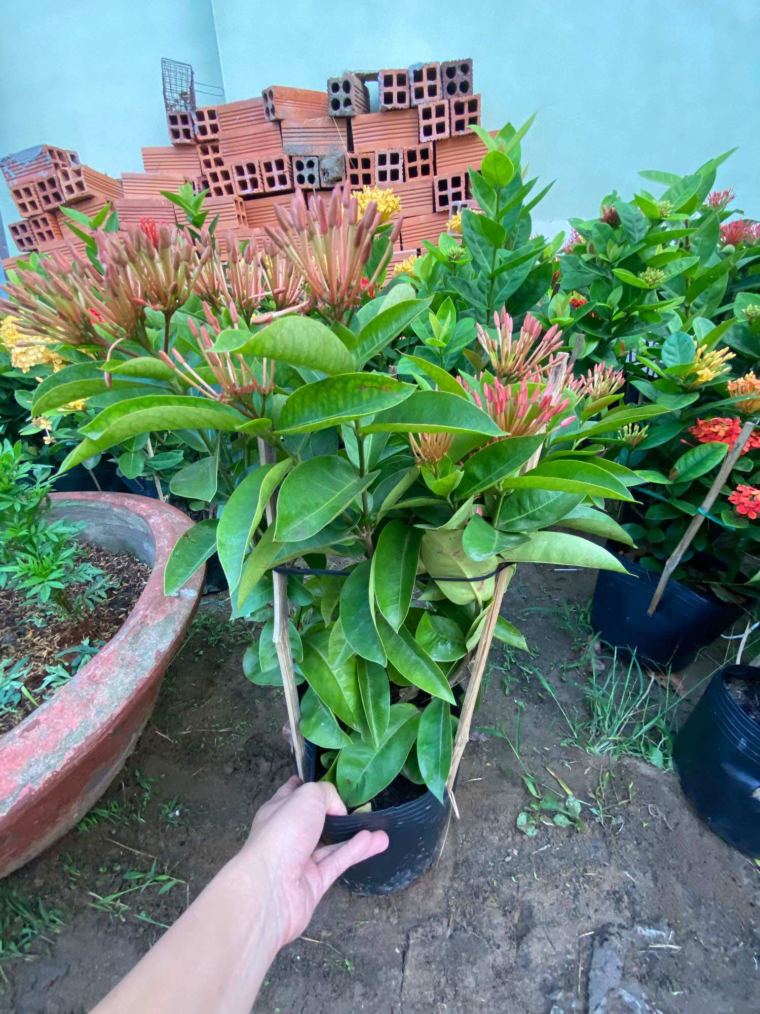 Cây Trang Mỹ hồng