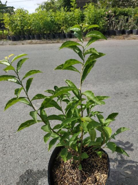 Cây hoa lài Nhật/ Nhài Nhật