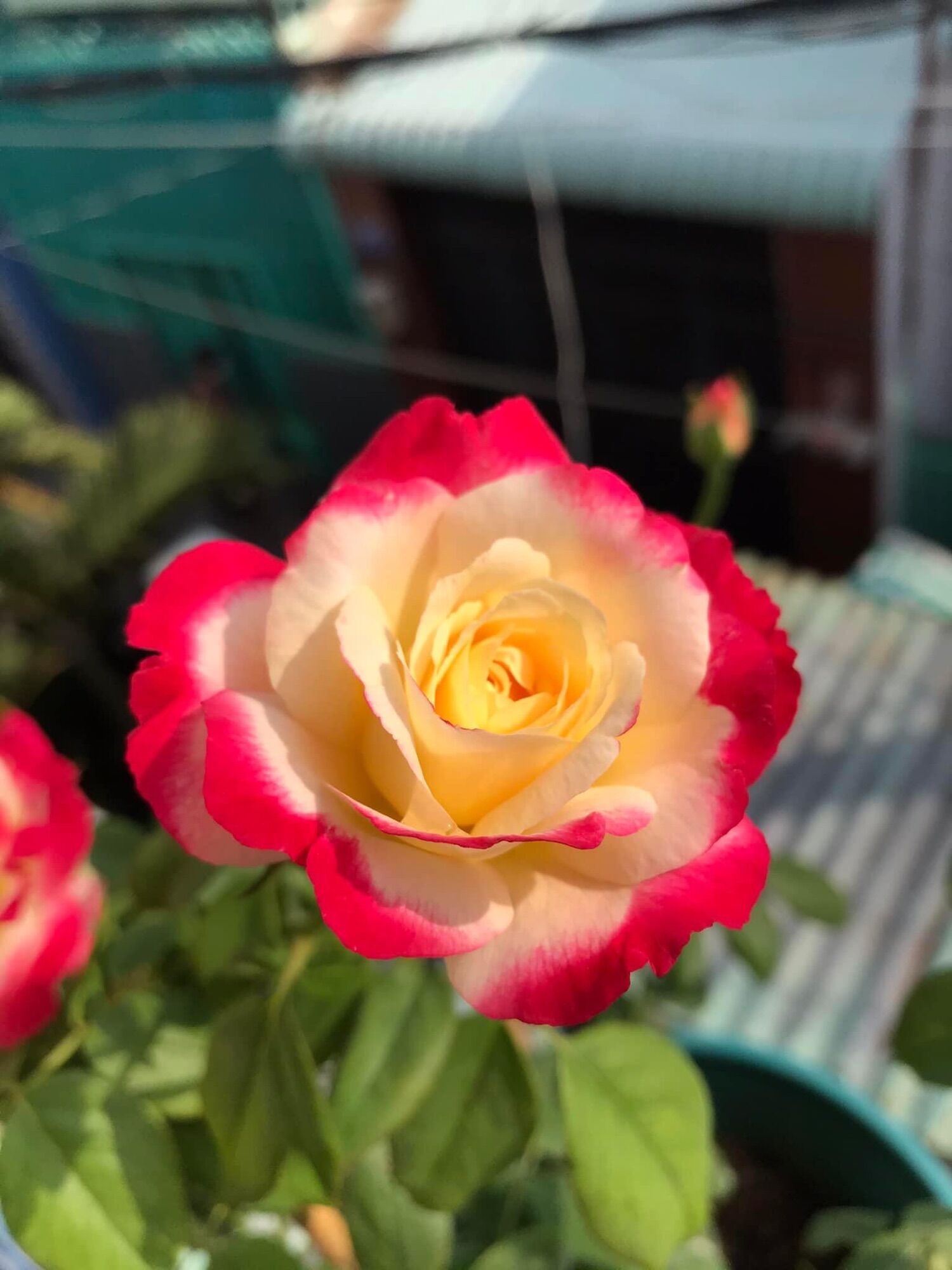 Hoa hồng ngoại nb Double delight rose size trung