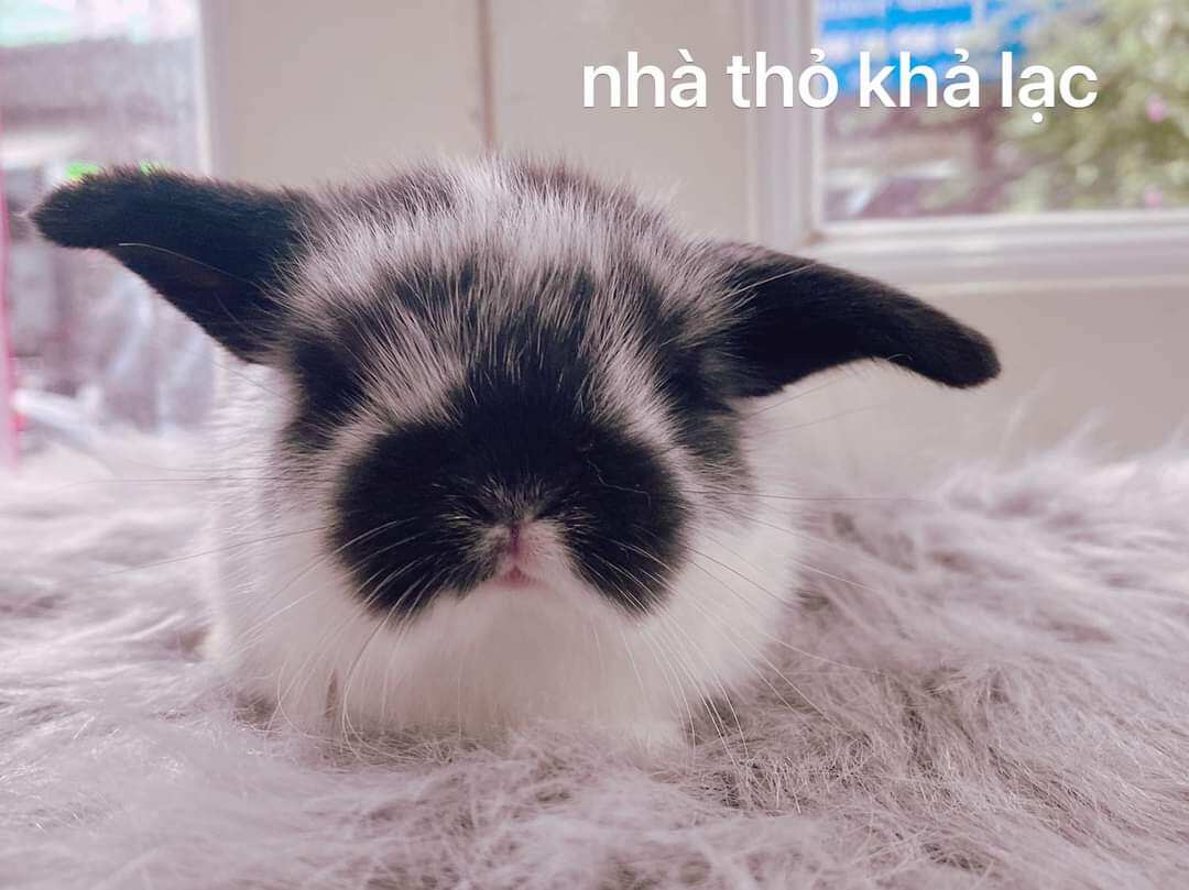 Cỏ Nén Jolly Crispy Rabbit Dành Cho Thỏ 1KG
