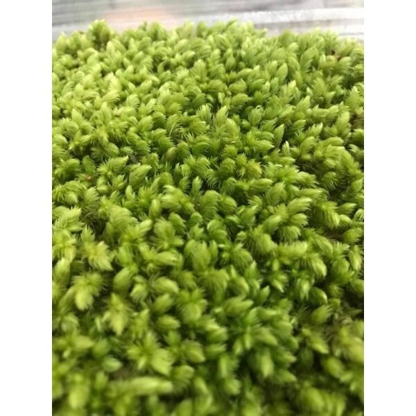 Rêu Cushion Moss