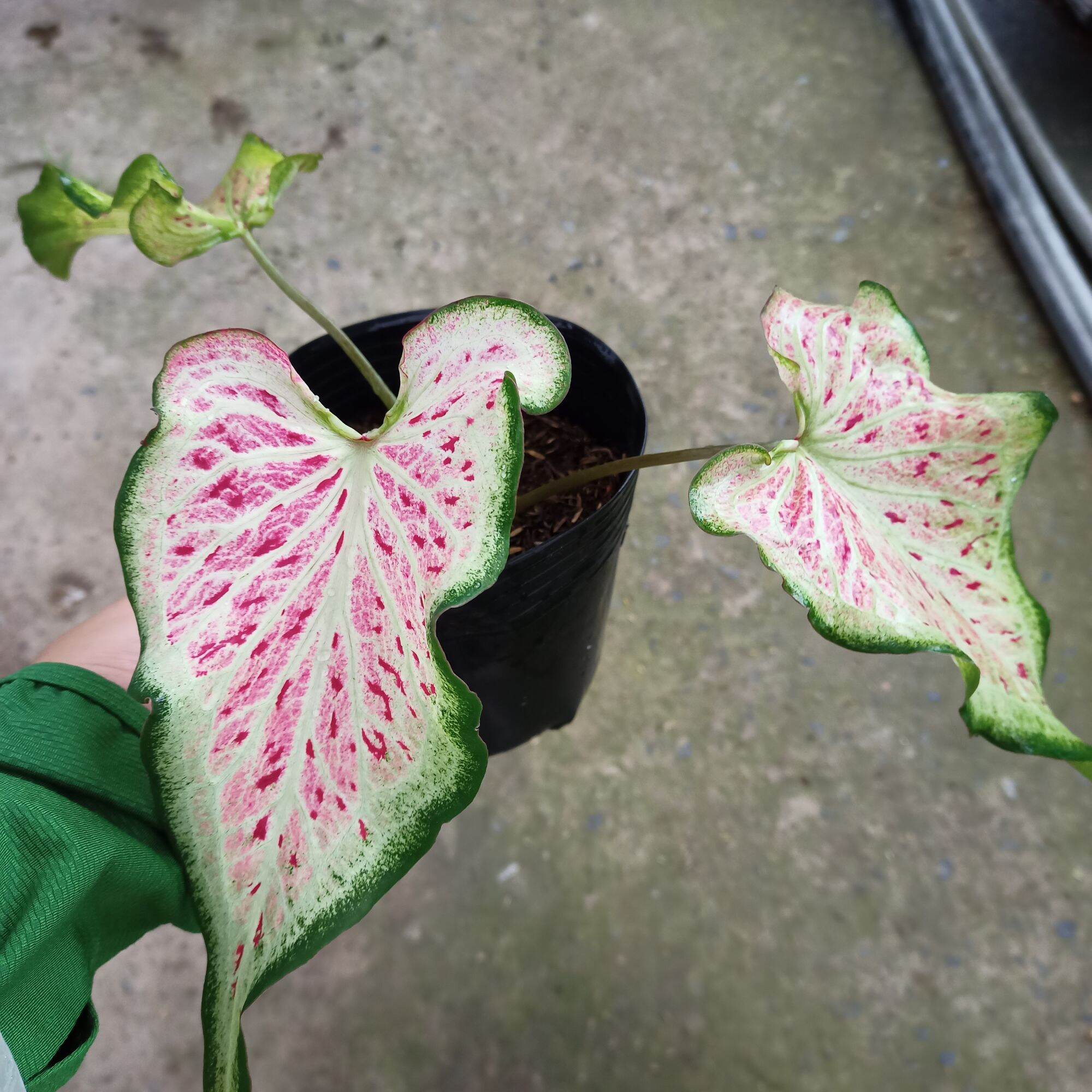 Cây môn dưa hấu - watermelon caladium