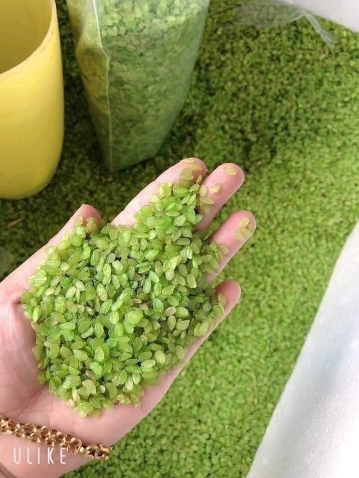 Northwest Green Cob 1kg