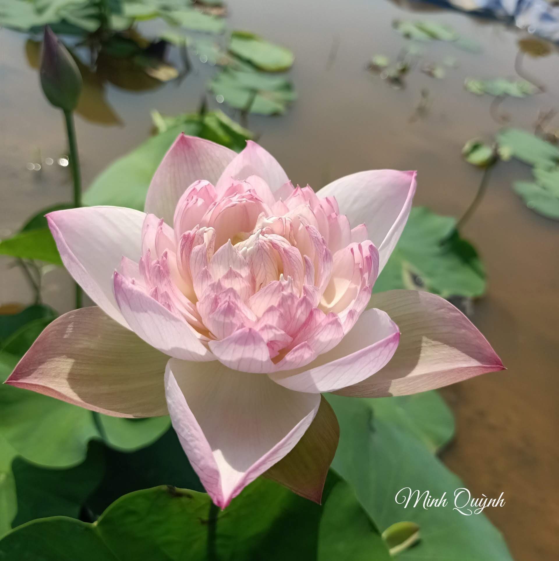 Củ sen giống các loại (sen trung)