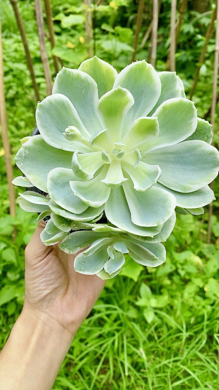 Sen đá var bụi