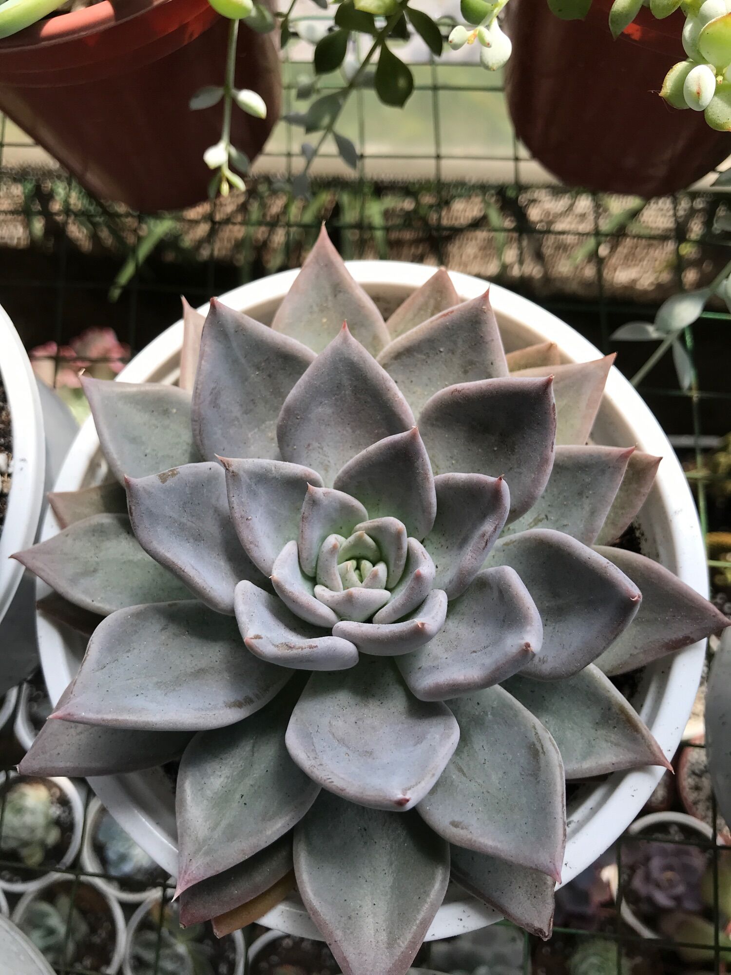 Sen đá vượt size tô 15cm đã thuần  giống mới