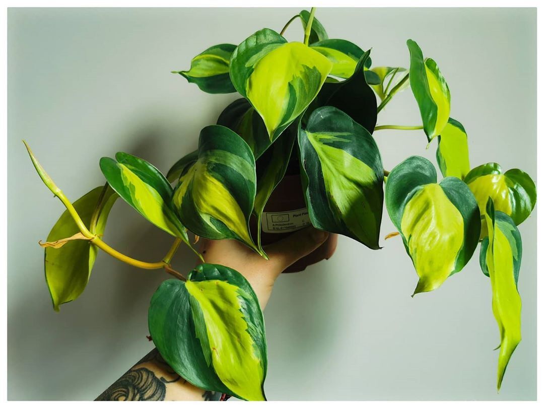 Trầu bà Sweetheart - Trầu bà Brazil
