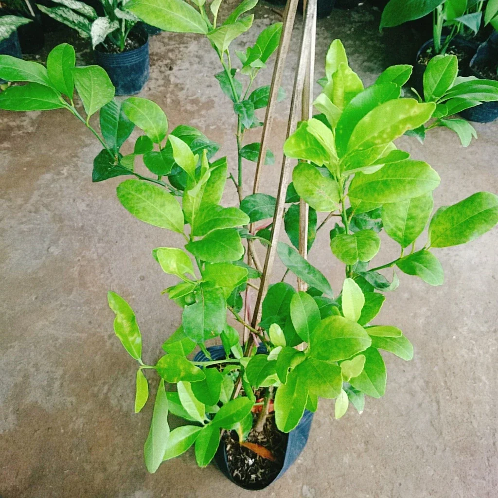 cây chanh tứ quý đang trái