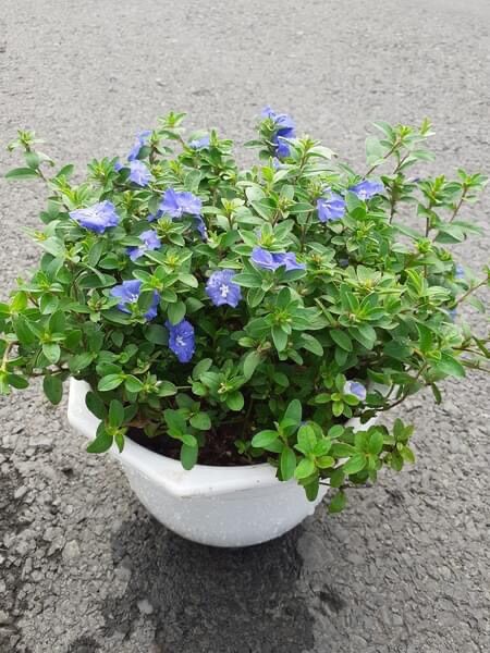 Chậu treo hoa thanh Tú