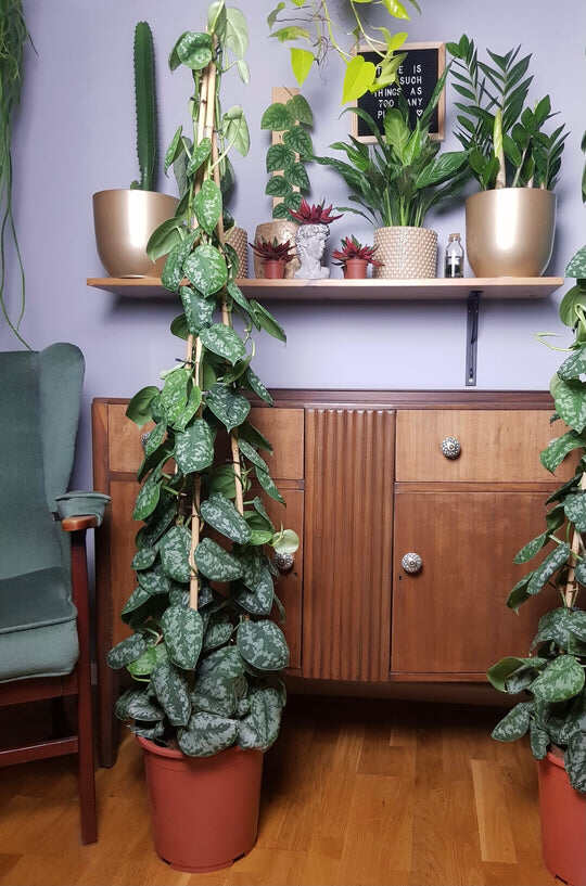 scindapsus exotica