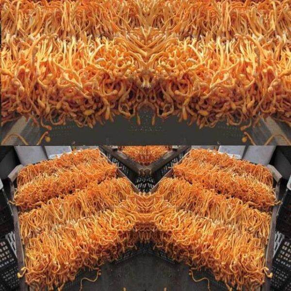 500g nấm đông trùng hạ thảo
