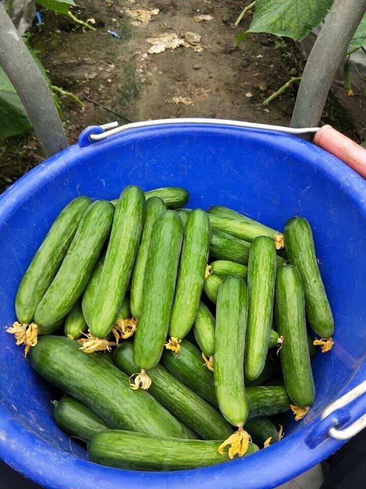 HẠT GIỐNG DUÂ CHUỘT CHÙM TRƠN GREENY