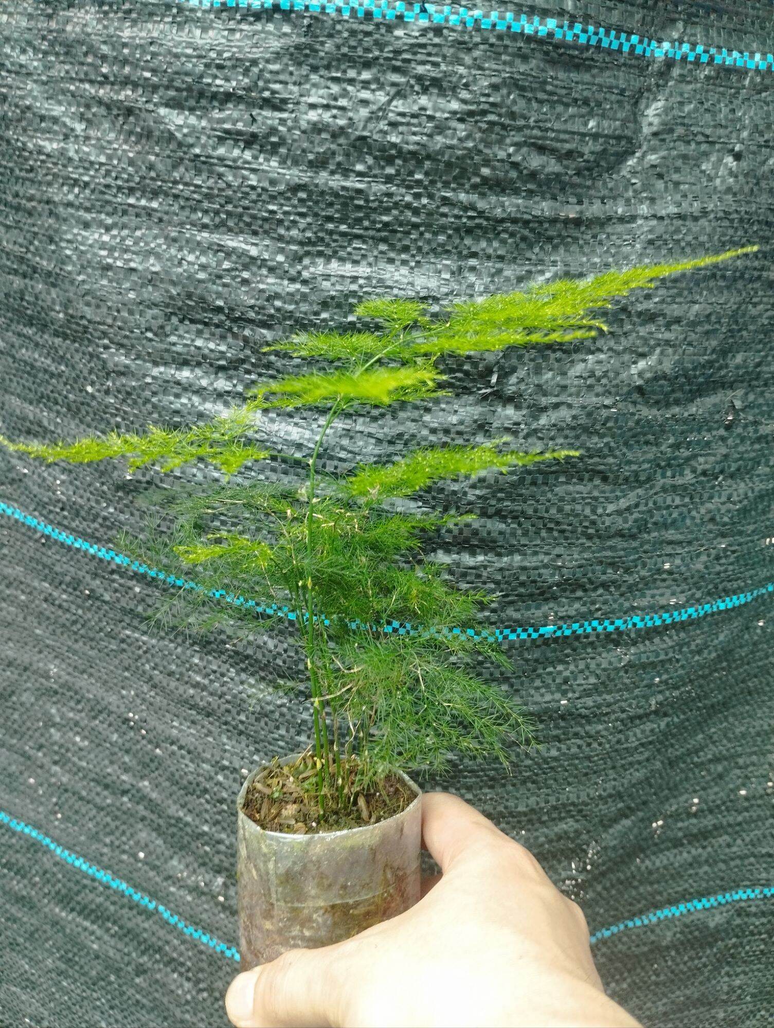 Kim thuỷ tùng mini