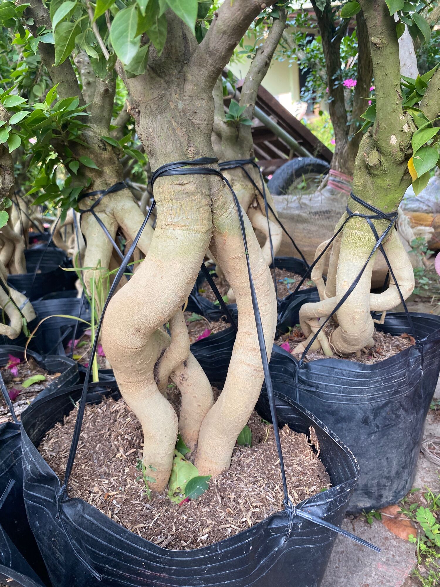 Phôi cây hoa giấy Mỹ lớn