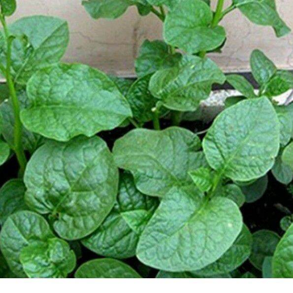 Hạt giống rau mồng tơi - gói 20gr