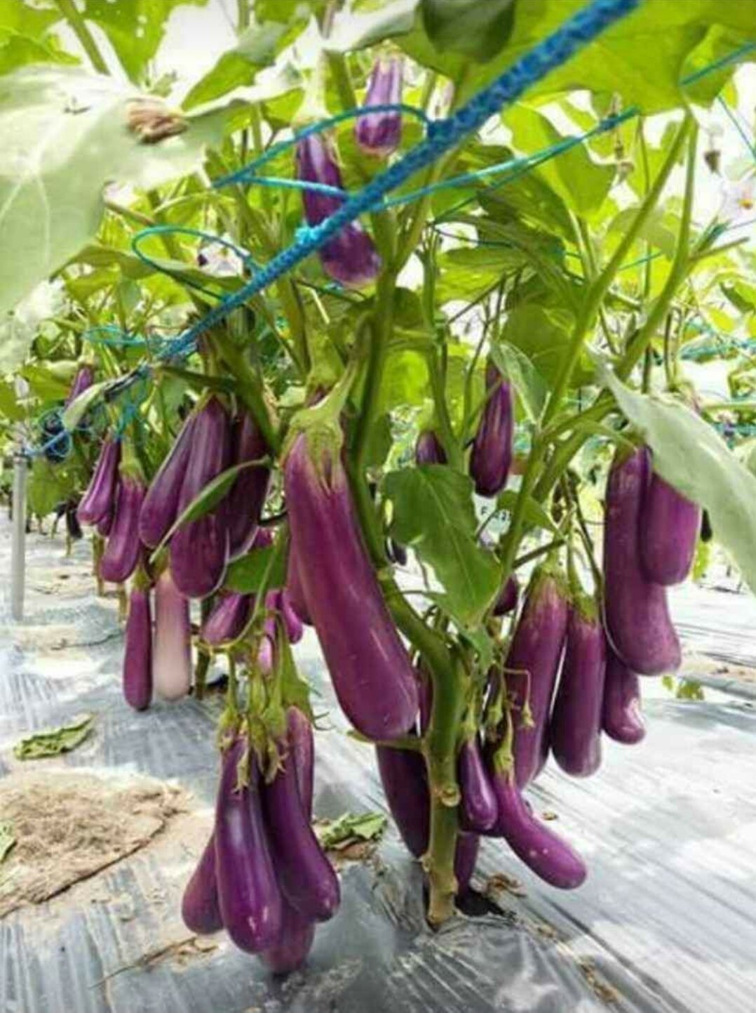 Hạt giống cà tím trái dài nhanh nảy mầm năng suất cao