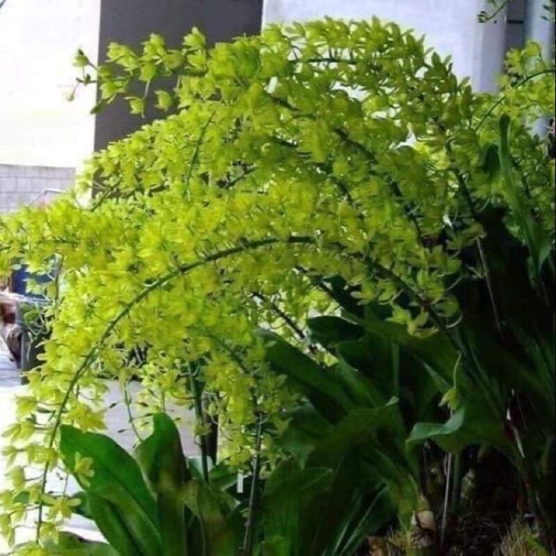 Phong lan vũ nữ hoàng hậu(11hóm 2-3thân)