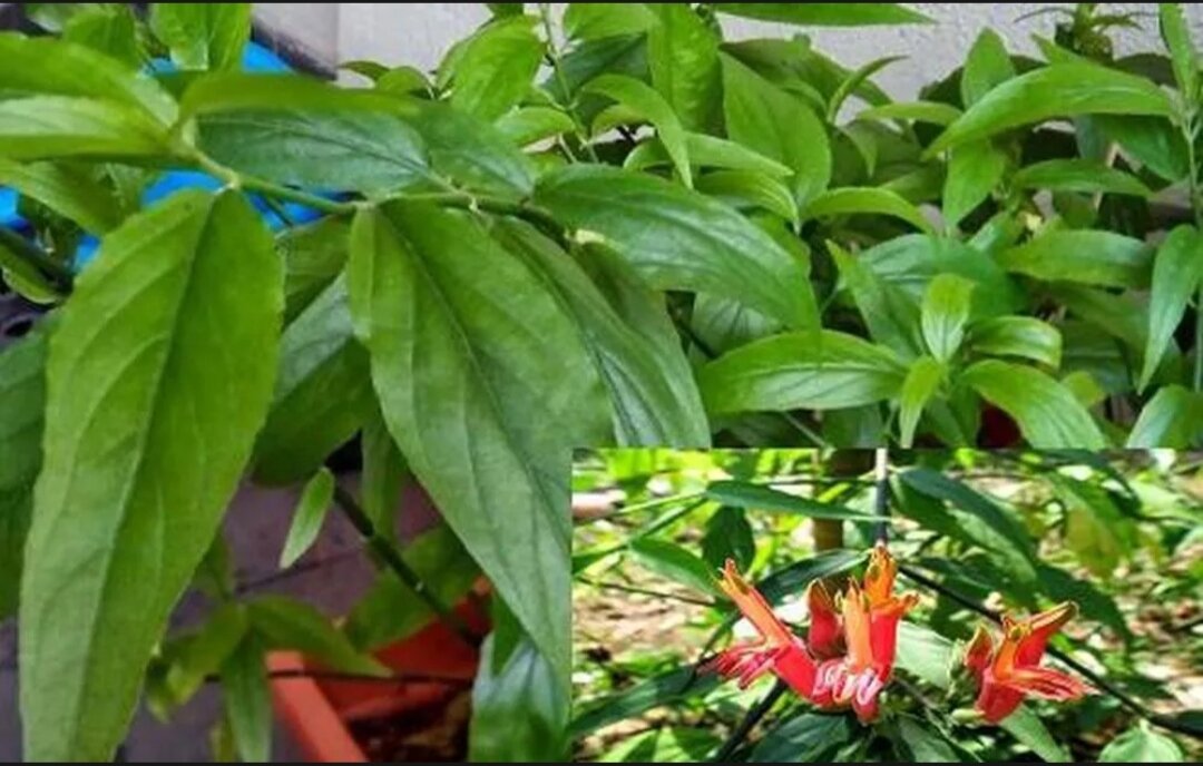 Cây bìm bịp