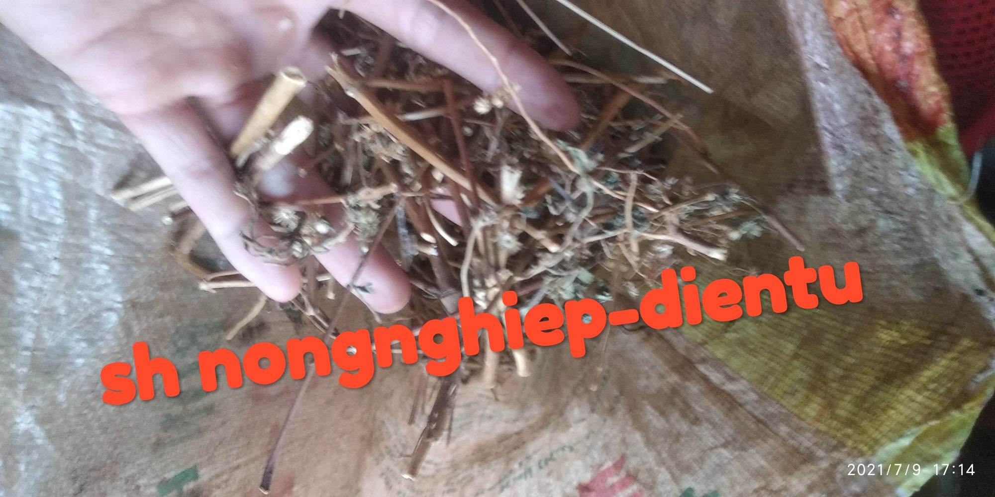 Cây cứt lợn khô (1,1kg)