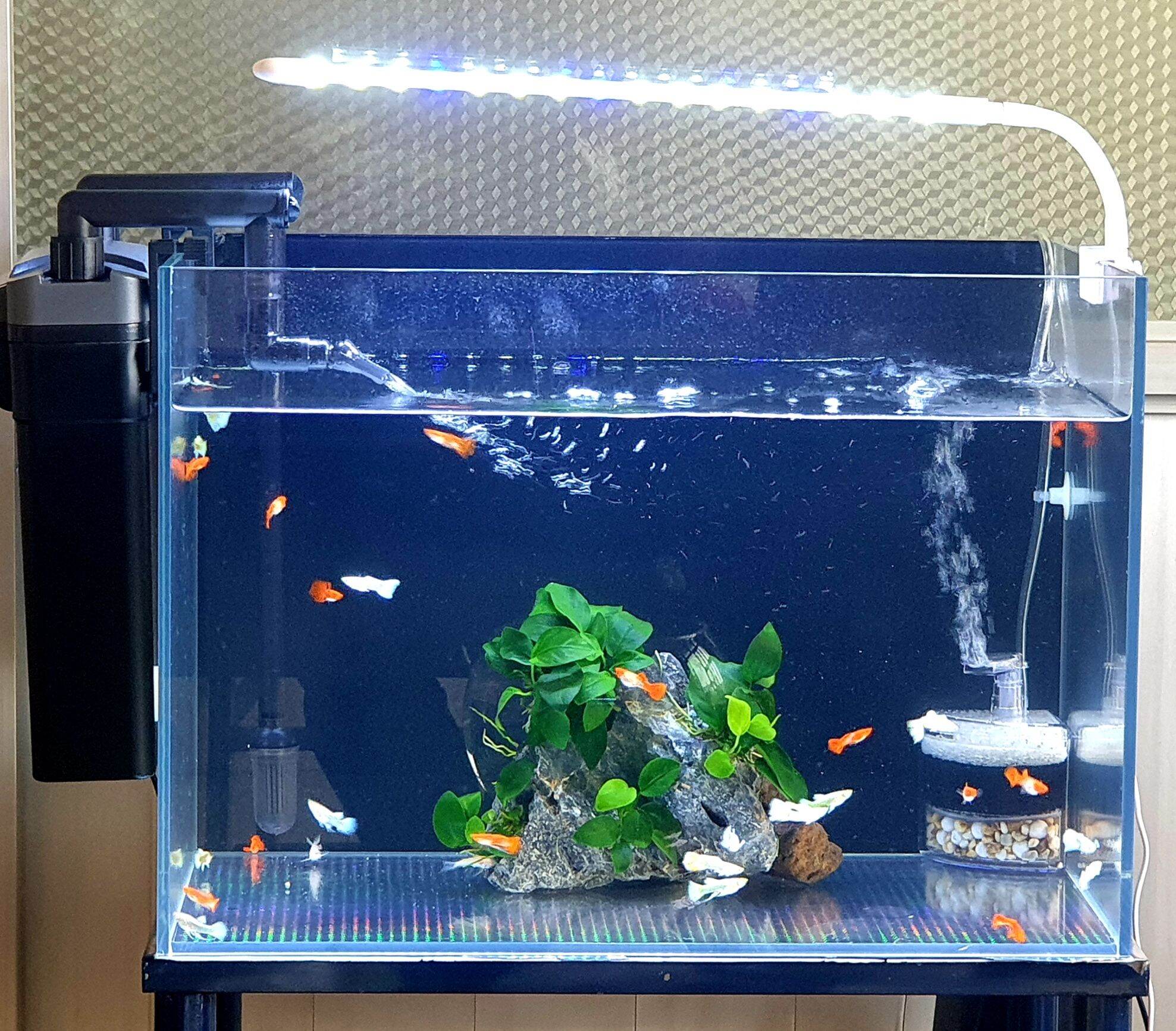 Đèn led kẹp cho hồ cá, hồ thủy sinh