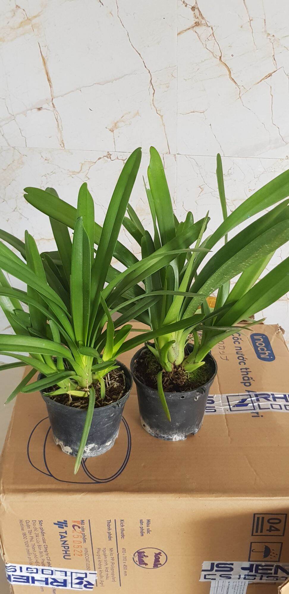lan kiếm phan trí  chuẩn hàng cây đẹp