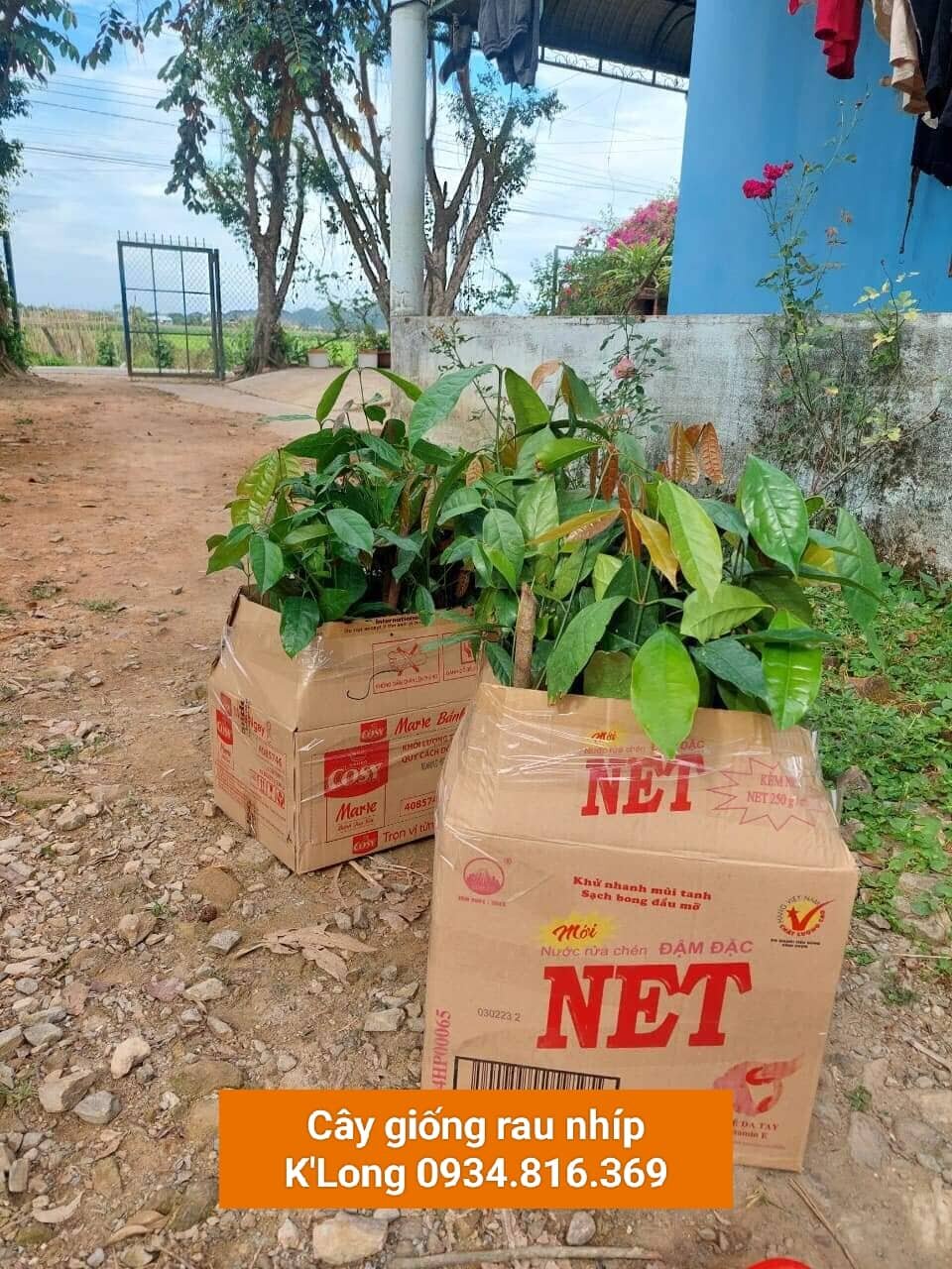 BẦU CÂY GIỐNG RAU BÉP RỪNG K'LONG