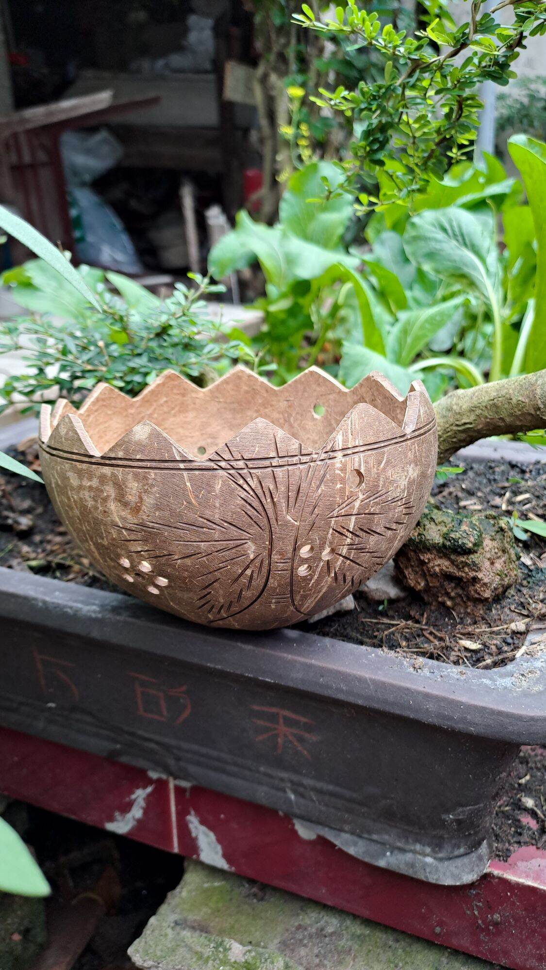 Chậu gáo dừa cắt viền miệng răng cưa