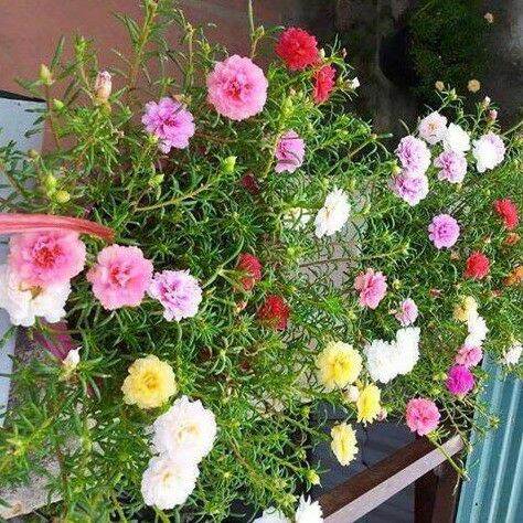 Hạt giống hoa mười giờ nhiều màu