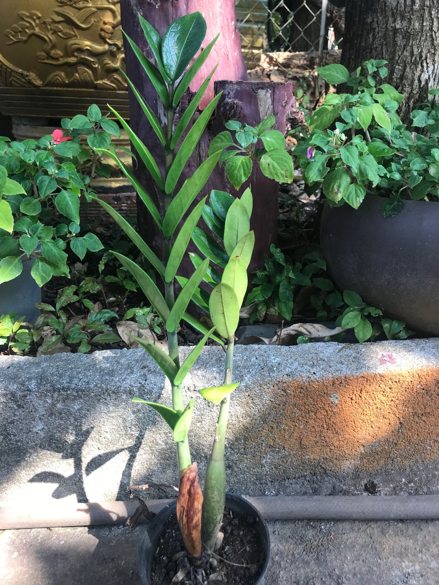 Cây kim tiền ( chậu nhựa size nhỏ )